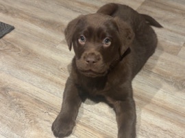 Labrador Retriever – Chocolate Labrador – Dublin 8