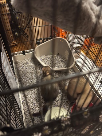 ferret – 2 Ferrets (Male & Female) (3&2 Yrs) In Virginia