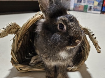 Lionhead – lion Head Rabbit For Rehoming – Singapore