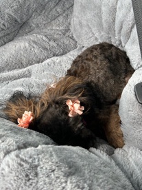 Poodle – Female shihpoo for sale / 8 months