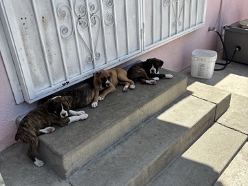Boxer – boxer puppies born 3/23/25 – Midvale