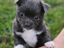 Chihuahua – CKC Male Chihuahua Pup – Meadow Woods