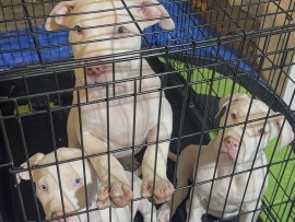 American Pit Bull Terrier – RedNose Pitbull Puppies – Fort Lupton