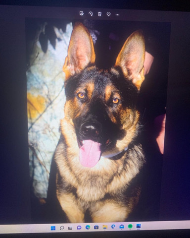 German Shepherd – Pure Bred German Shepard