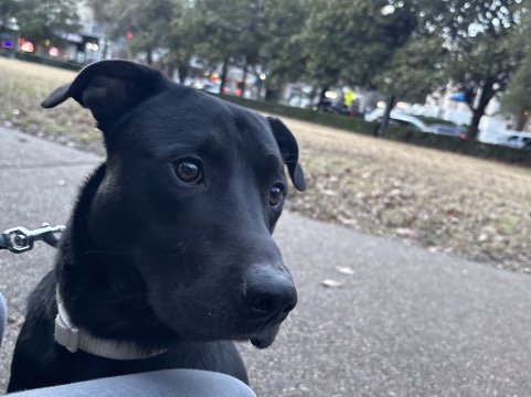 Labrador Retriever – REHOME – Mountain Pine