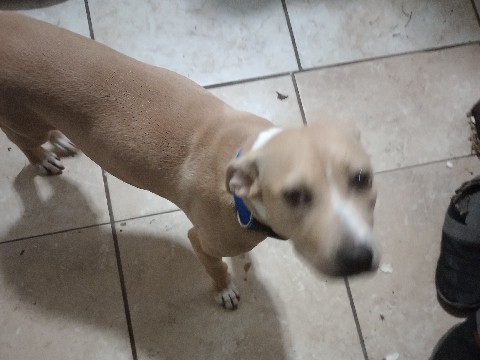 energetic loveable pup – Atlanta