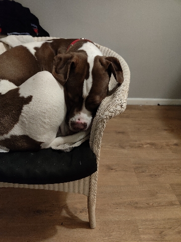 American Bulldog – For sale