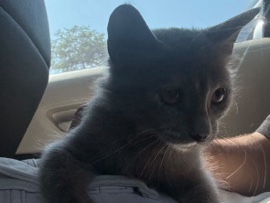 British Shorthair – British Shorthair for free