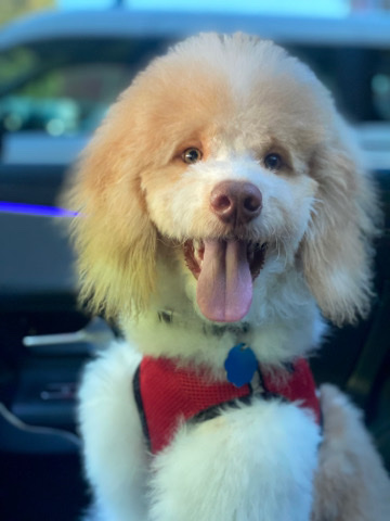 Miniature Goldendoodle (Apricot)