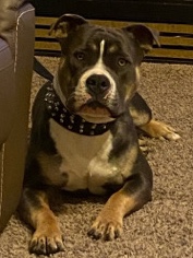 American Pit Bull Terrier – American Bully 1 years old