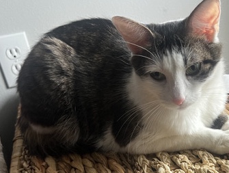 free cat