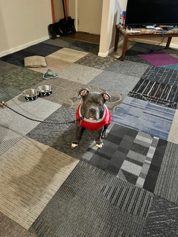 Paco seeking forever home