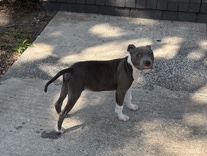 American Pit Bull Terrier – Thor – Jacksonville