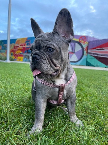 French Bulldog – French Bulldog Puppies