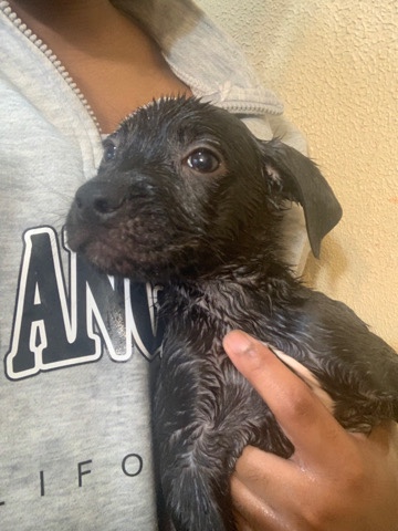 puppies for safe