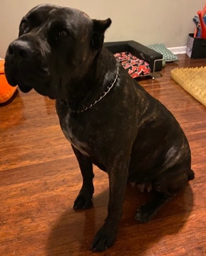 Cane Corso – Cane Corso Puppies