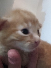 Any – Mr Fluffy Ginger Kitten