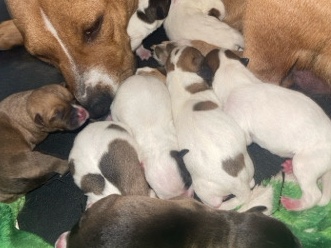 Mixed Breed – pitbull lab mix puppies – Peoria