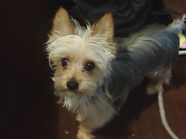 tea cup yorkie Marietta GA – Melissa