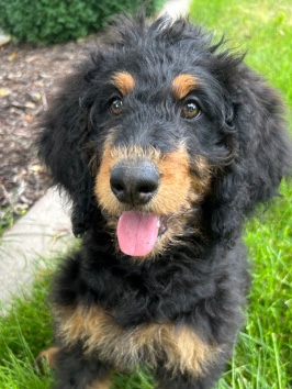 F2B Bernedoodle puppy