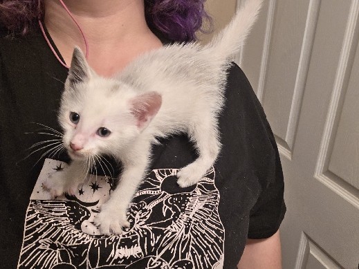 American Shorthair – Sweet, Snuggly, and Adventurous Rescued Kitten Looking for a Loving Home! – Kannapolis
