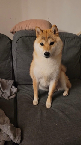 Shiba Inu – female Shiba Inu for sale