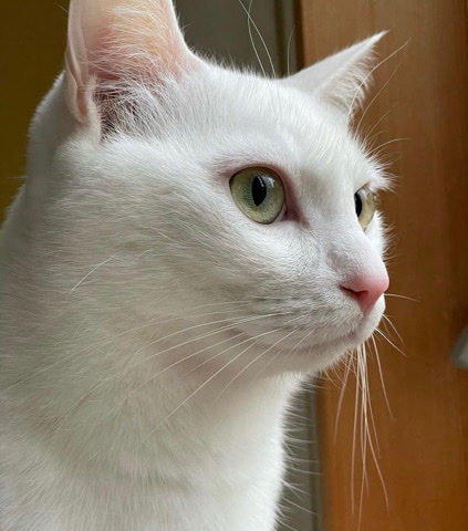 this cutie needs a new home ASAP I’ll buy his food