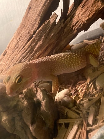 leopard gecko