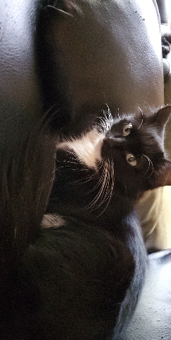 3 cats