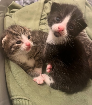 4 Kittens