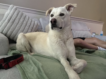 Labrador Retriever – Labrador Retriever – El Paso