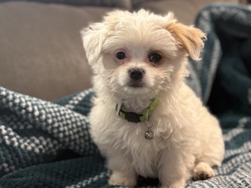 Maltese – Malchi – Everett