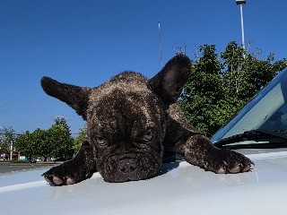 French Bulldog – Frenchies – Marysville