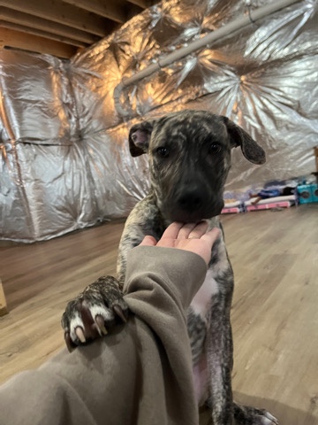 Rehoming fee