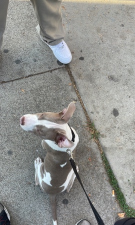 red nose/blue nose pitbull