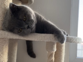 British Shorthair – 2 Britisch Kurzhaar Katzen abzugeben – Ingolstadt