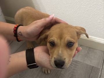 Mixed Breed – found puppy – Marysville