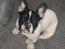 French Bulldog – frenchie – Capitol Heights