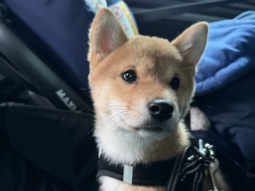 Shiba Inu – Shiba inu Welpen Sucht Ihr Familie – Böblingen