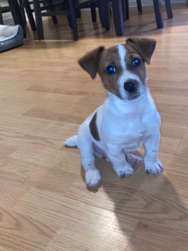 Jack Russell Terrier – Jack Russell Terrier Puppy for Sale