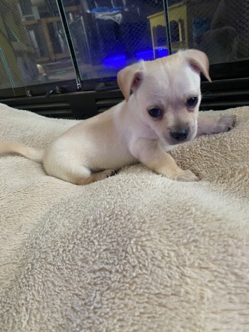 Male Puppy