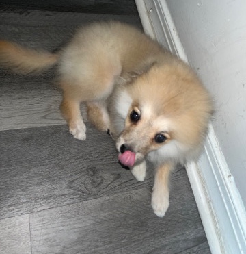 Pomeranian – 5 Month Male