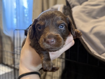Dachshund - miniature dachshund long hair  available for adoption in Bassendean