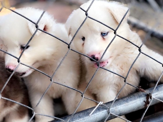 Siberian Husky – 3 gorgeous puppy’s for sale 2 boys and 1 girl