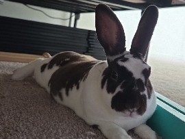 Mini Rex – Mini Rex Rabbit – Charlottesville