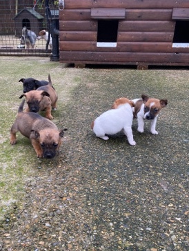 Miniature Jack Russell pups looking for new 🏡 ts18  Stockton 4 boys 1 girl Ready to go in a weeks ti