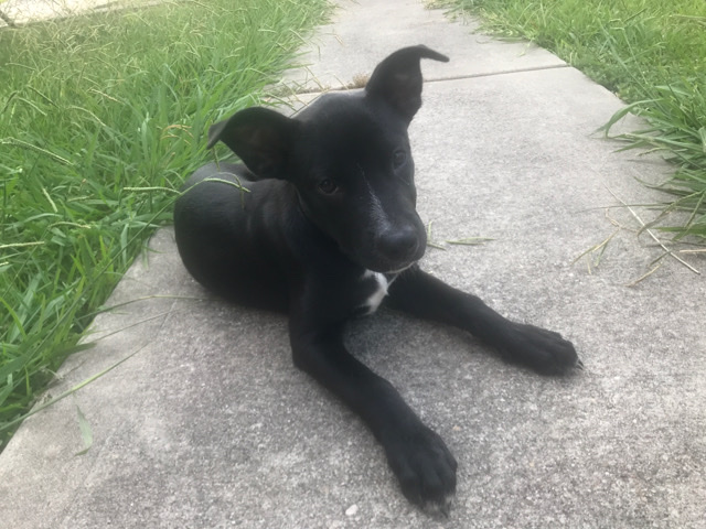 Female Puppy