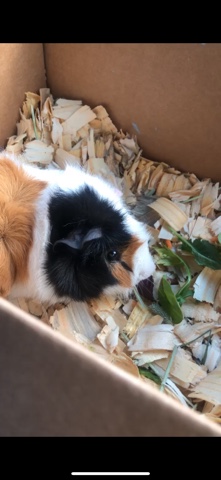 Pablo