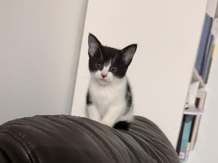 lovely female kitten