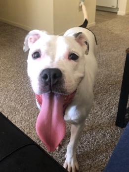 American Pit Bull Terrier – Jean Home Needed!